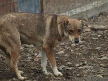 JELLA, Hund, Mischlingshund in Rumänien - Bild 4