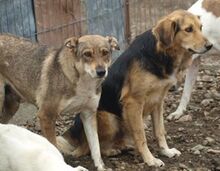 JELLA, Hund, Mischlingshund in Rumänien - Bild 5