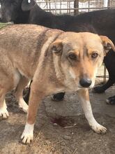 JELLA, Hund, Mischlingshund in Rumänien - Bild 7