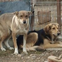JELLA, Hund, Mischlingshund in Rumänien - Bild 9