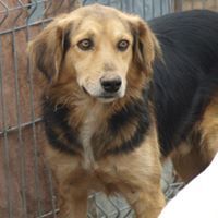 LU, Hund, Mischlingshund in Rumänien - Bild 1