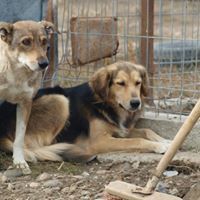 LU, Hund, Mischlingshund in Rumänien - Bild 10