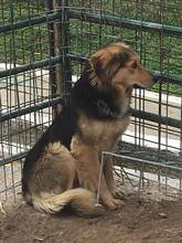 LU, Hund, Mischlingshund in Rumänien - Bild 12