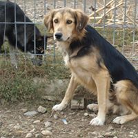 LU, Hund, Mischlingshund in Rumänien - Bild 13