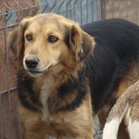 LU, Hund, Mischlingshund in Rumänien - Bild 2