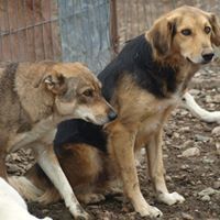 LU, Hund, Mischlingshund in Rumänien - Bild 3