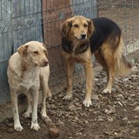 LU, Hund, Mischlingshund in Rumänien - Bild 4