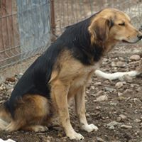 LU, Hund, Mischlingshund in Rumänien - Bild 5
