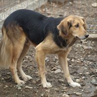 LU, Hund, Mischlingshund in Rumänien - Bild 6
