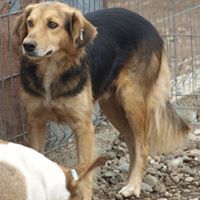 LU, Hund, Mischlingshund in Rumänien - Bild 7
