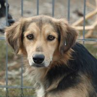 LU, Hund, Mischlingshund in Rumänien - Bild 8