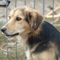 LU, Hund, Mischlingshund in Rumänien - Bild 9