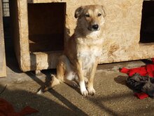 SORANA, Hund, Mischlingshund in Oldenburg - Bild 1