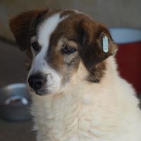 SANNY, Hund, Mischlingshund in Rumänien - Bild 1