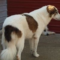 SANNY, Hund, Mischlingshund in Rumänien - Bild 10
