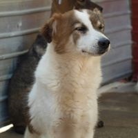 SANNY, Hund, Mischlingshund in Rumänien - Bild 11
