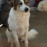 SANNY, Hund, Mischlingshund in Rumänien - Bild 12