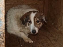 SANNY, Hund, Mischlingshund in Rumänien - Bild 13