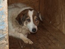SANNY, Hund, Mischlingshund in Rumänien - Bild 14