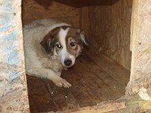 SANNY, Hund, Mischlingshund in Rumänien - Bild 15