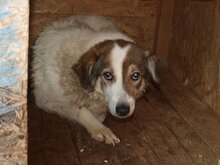 SANNY, Hund, Mischlingshund in Rumänien - Bild 16