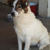 SANNY, Hund, Mischlingshund in Rumänien - Bild 3