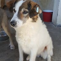 SANNY, Hund, Mischlingshund in Rumänien - Bild 4