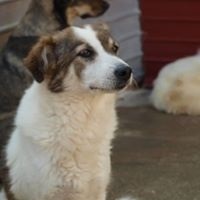 SANNY, Hund, Mischlingshund in Rumänien - Bild 7