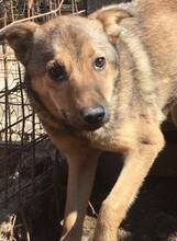 SOFIA, Hund, Mischlingshund in Rumänien - Bild 1