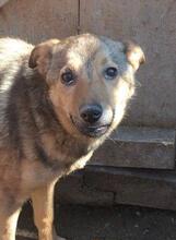 SOFIA, Hund, Mischlingshund in Rumänien - Bild 2