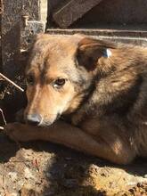 SOFIA, Hund, Mischlingshund in Rumänien - Bild 3