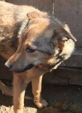 SOFIA, Hund, Mischlingshund in Rumänien - Bild 4
