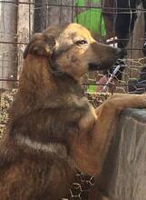 SOFIA, Hund, Mischlingshund in Rumänien - Bild 5