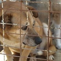 TANGO, Hund, Mischlingshund in Rumänien - Bild 1