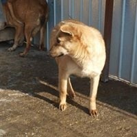 TANGO, Hund, Mischlingshund in Rumänien - Bild 2