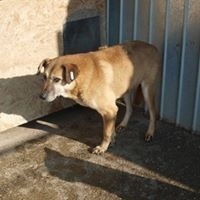 TANGO, Hund, Mischlingshund in Rumänien - Bild 3