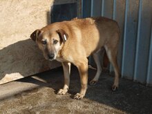 TANGO, Hund, Mischlingshund in Rumänien - Bild 4