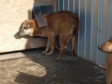 TANGO, Hund, Mischlingshund in Rumänien - Bild 5
