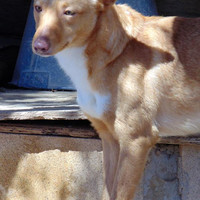 JOTA, Hund, Podenco in Spanien - Bild 10