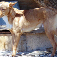 JOTA, Hund, Podenco in Spanien - Bild 7