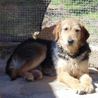 GROMIT, Hund, Irish Wolfhound in Spanien - Bild 10