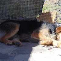 GROMIT, Hund, Irish Wolfhound in Spanien - Bild 11