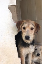 GROMIT, Hund, Irish Wolfhound in Spanien - Bild 14