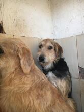 GROMIT, Hund, Irish Wolfhound in Spanien - Bild 15