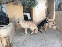 GROMIT, Hund, Irish Wolfhound in Spanien - Bild 16