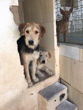 GROMIT, Hund, Irish Wolfhound in Spanien - Bild 2