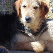 GROMIT, Hund, Irish Wolfhound in Spanien - Bild 3