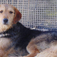 GROMIT, Hund, Irish Wolfhound in Spanien - Bild 4