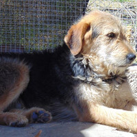 GROMIT, Hund, Irish Wolfhound in Spanien - Bild 5