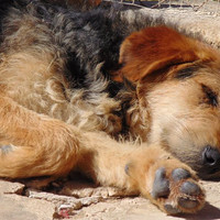 GROMIT, Hund, Irish Wolfhound in Spanien - Bild 6